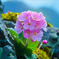 �ÿ���������ŶŶŶ