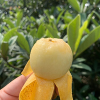 24������ܰ�ɳ���˿������