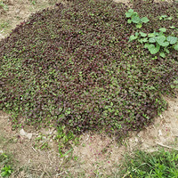 ������Ը