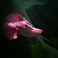 �ɽ�