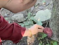ͨ���ʺ죬���ݹ���񵽹�Ģ��������ը����1809Ԫ/�