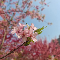 ������Բ�����ӽ���ʧȥ��ʼ�������Ľ�ҩ����ӵ�У����Ƿ���