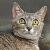 猫咪找领养