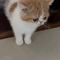 Сӷ