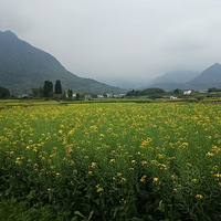 Ů