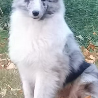 ɱ