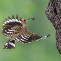 ��ʤ��������