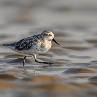 ȫ���ʣ600��ֻ����ϡ����--���ÿɰ��������֡�