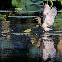 ��Ժ��ɺ���������������