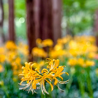 ��ɽ·��ݺ���Ƭ��ɫʯ�⻨ʢ����