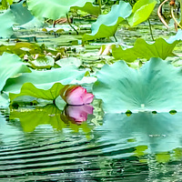 ������ݺ��Ƶ���һС�����ɻ�������������ʤ�գ�