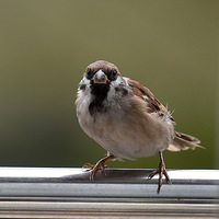 ��̨�ϵ�С��ȸ��