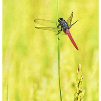 �����ϵ�����