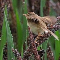 �������Ծ�ڵ����еĴ�ɫɽ��ݺ