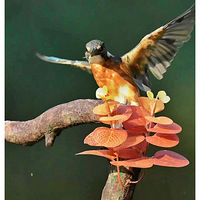 �ϸ���ץ��Ĵ���