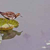 ��Ϫʪ�ص�����45���ɵ�Сˮ��