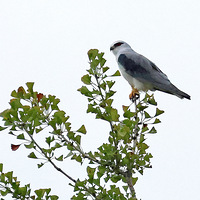 ��Ծ����ɽ�ᱱ�Ĺ��Ҷ����ص㱣�������\���