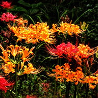 �߹����������