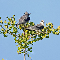 ֦���ȴ�ιʳ���\�������