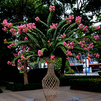 �Ǳ�������԰