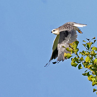 չ�������\�������