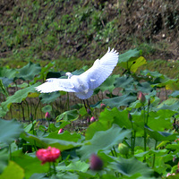 �����İ���