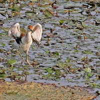 ��Ϫʪ�ص�����չ��Ծ��ˮ���Сˮ��