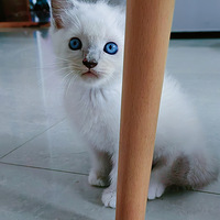 èԸòӦҲëճ˵Ķëż