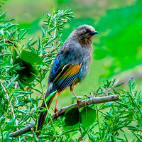 �����������Լ��Σ���ʮ�壩�������ڵĻ��þ��飺�ȳ����̡�