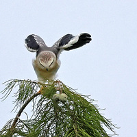 ֦����չ����\���