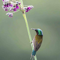 ��β̫����