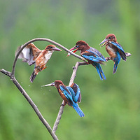 ������䡣