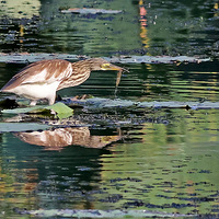 ��Ժ��ɺ����������Ϻ����