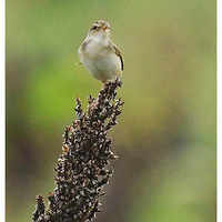 �������� ɽ��ݺ����