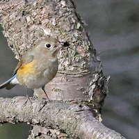 ��в��β���֦�ϵ��С��