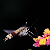 ��ɫ÷�ϵĳ����ꡣ