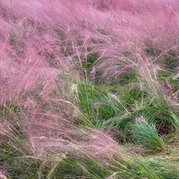 ��侹ų���ַ�����˵�̨�ء��������Ӳݻ���