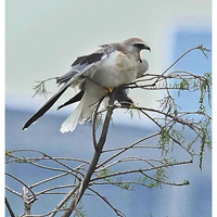 ץ�������¶����ĺڳ��