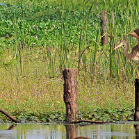 ��Ϫʪ�ز�����չ�ɵĲ���