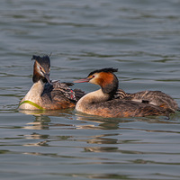 ���������������ŵķ�ͷ�G�f��