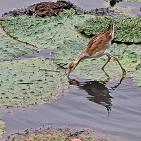 ��Ϫʪ�ص�����Сˮ��45������