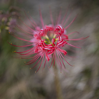 ͭ��������+��ɽ��