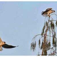 ������λ�ĺڳ��