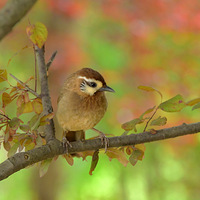 �׼�����