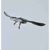 û�йҵ����еĺڳ��