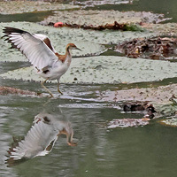 ��Ϫʪ�ص�����Сˮ��չ������