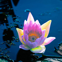 ��ɽ������˯��