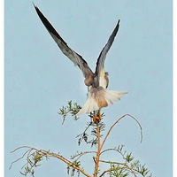 ���ϵĺڳ��