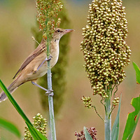 ��ɽ�ᱱ���������ϵĶ�����έݺ