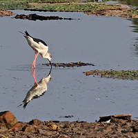 ��Ϫʪ���������\�᳤����ٻӰ